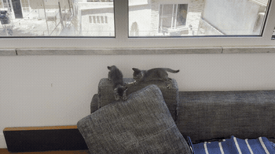 As duas gatitas a brincar no encosto do sofá