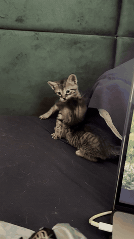 As duas gatitas às lutas no sofá