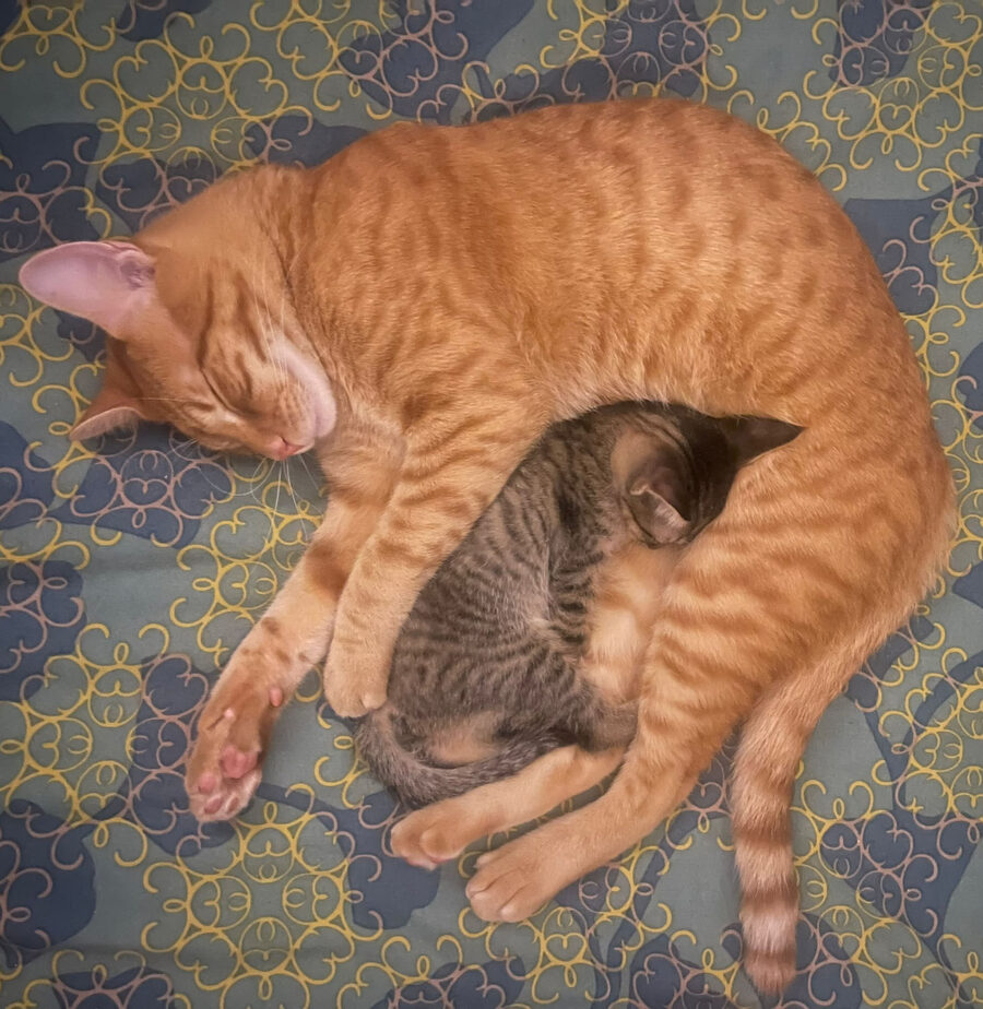Uma das gatitas aninhada a dormir com o gato laranja