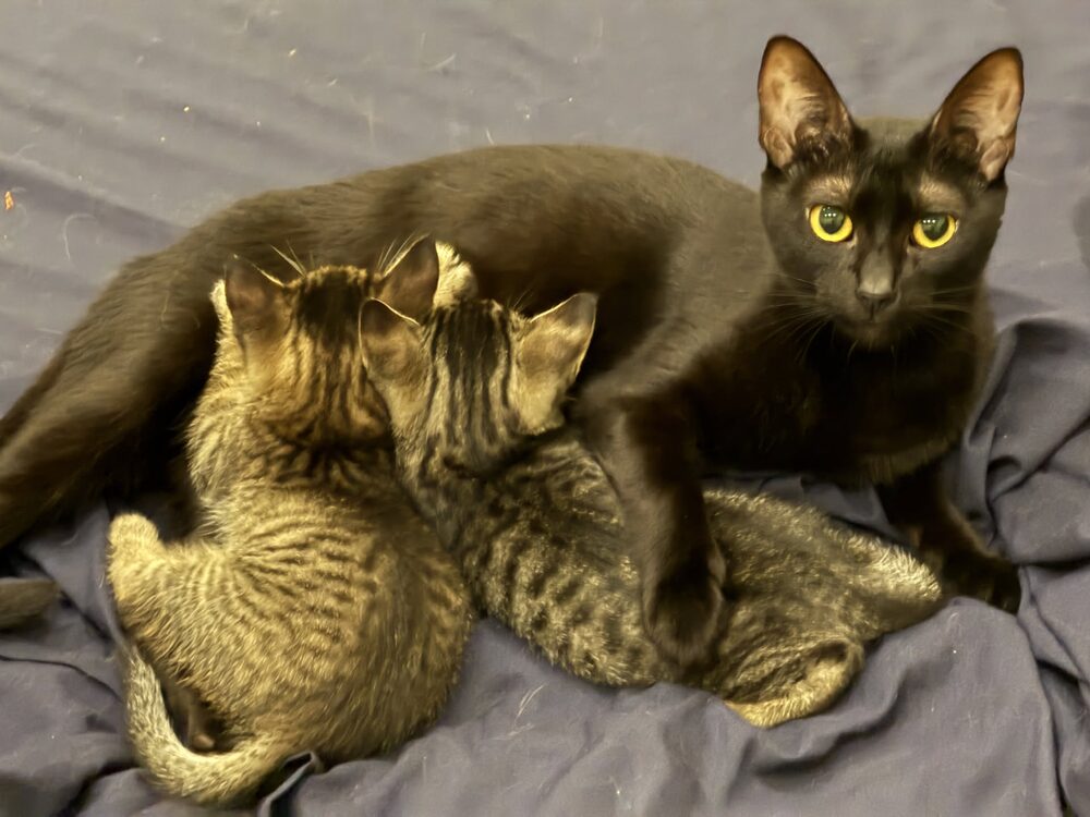 As duas gatitas a mamar aninhadas na gata preta