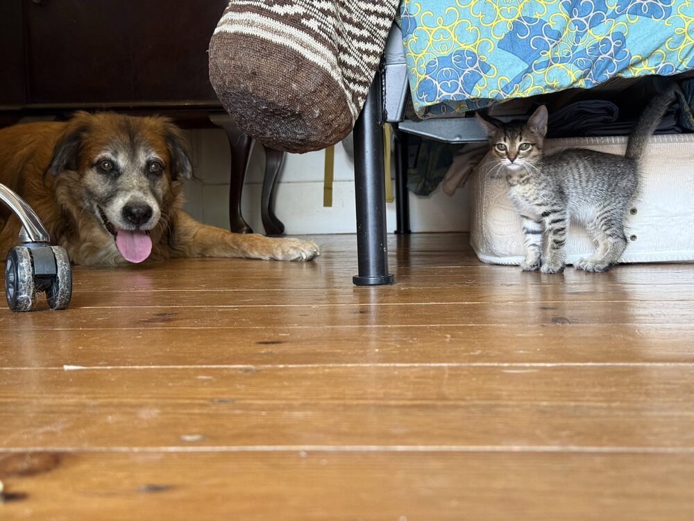 Uma das gatitas ao lado do cão da casa, tranquilos